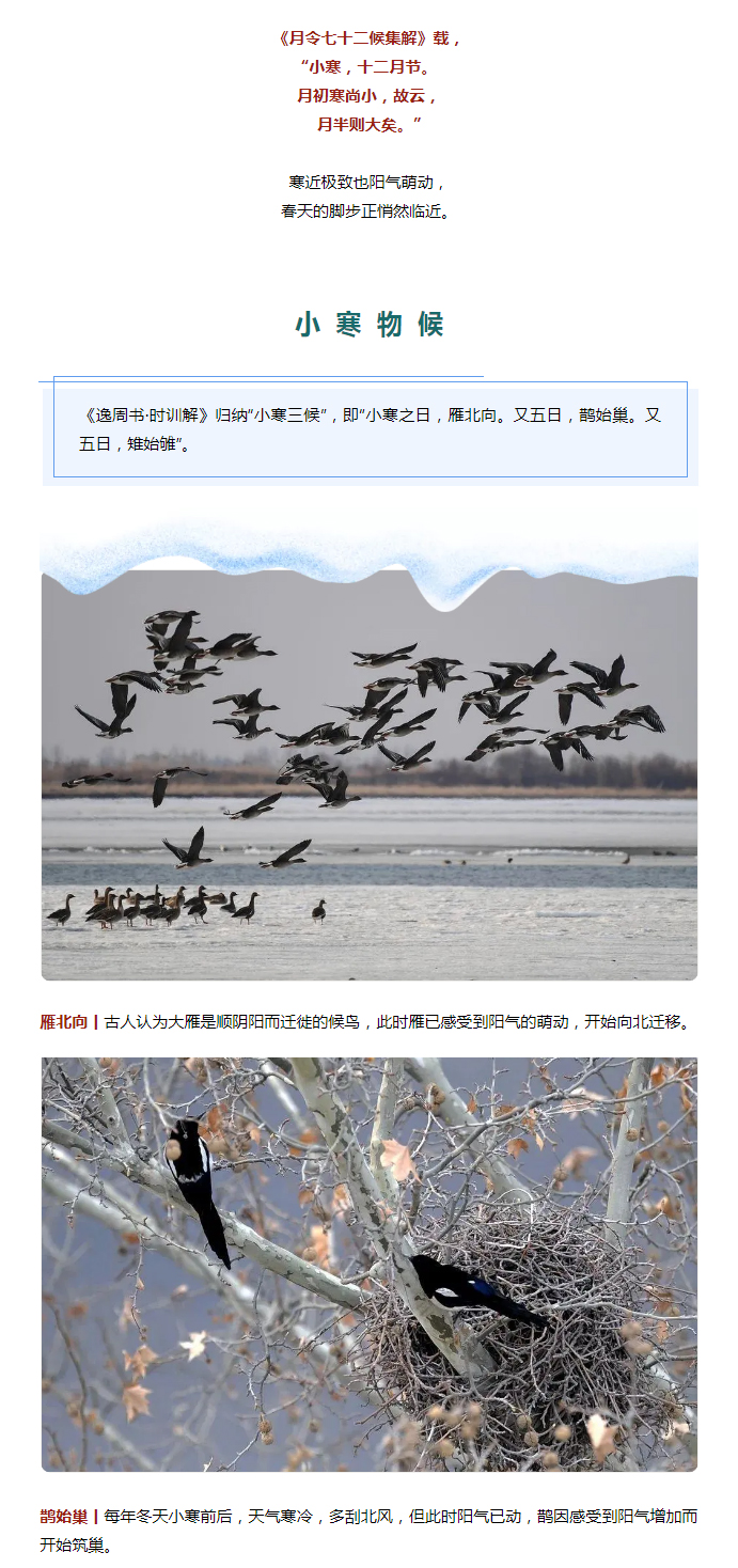 2022年（第2期）：小寒今日至，年味已冒頭_02